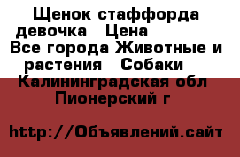 Щенок стаффорда девочка › Цена ­ 20 000 - Все города Животные и растения » Собаки   . Калининградская обл.,Пионерский г.